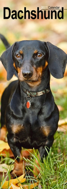 Dachshunds S / AVONSI cover