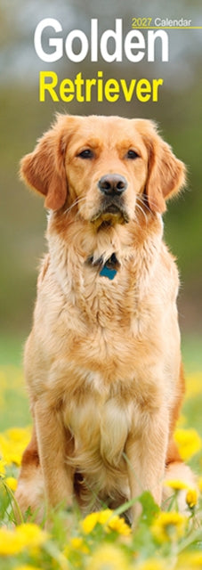 Golden Retriever Slim cover