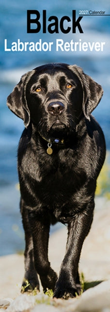 Labrador Retriever Black Slim cover