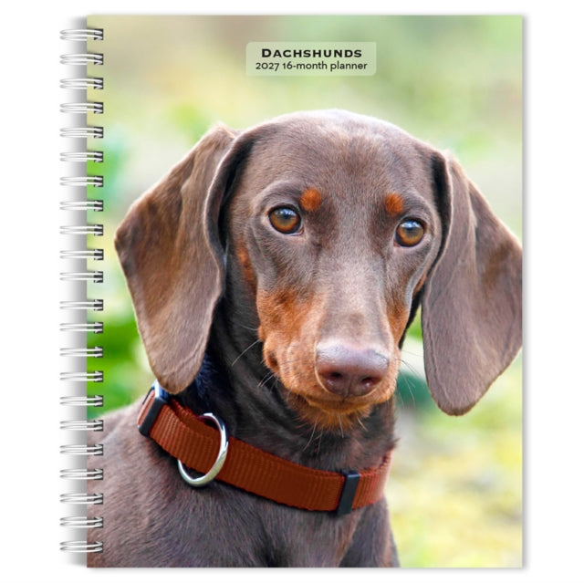 Dachshunds 2027 6 X 7.75 Inch Spiral-Bound Wire-O Weekly Engagement Planner Calendar New Full-Color Image Every Week cover