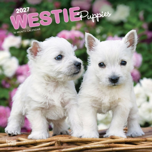 West Highland White Terrier Puppies | 2027 12 x 24 Inch (Hanging) Monthly Square Wall Calendar | Plastic-Free | BrownTrout | Animals Dog Breeds Puppy cover
