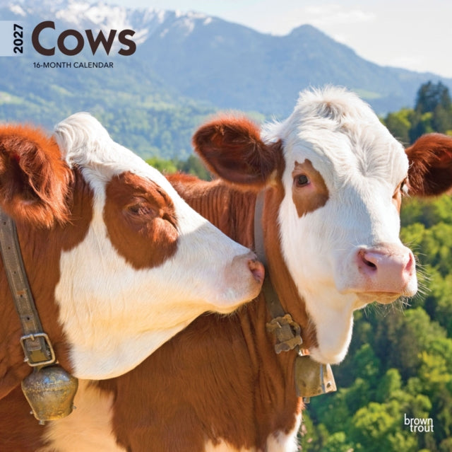 Cows 2027 12 X 24 Inch (Hanging) Monthly Square Wall Calendar Plastic-Free cover
