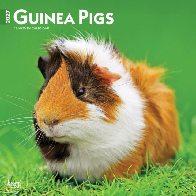Guinea Pigs 2027 12 X 24 Inch (Hanging) Monthly Square Wall Calendar Plastic-Free cover