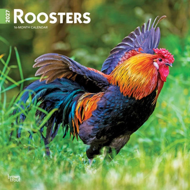 Roosters 2027 12 X 24 Inch (Hanging) Monthly Square Wall Calendar Plastic-Free cover