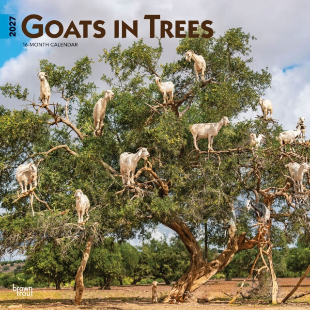 Goats in Trees 2027 12 X 24 Inch (Hanging) Monthly Square Wall Calendar Plastic-Free cover