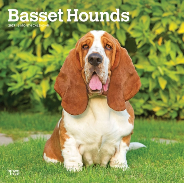 Basset Hounds 2027 12 X 24 Inch (Hanging) Monthly Square Wall Calendar Plastic-Free cover