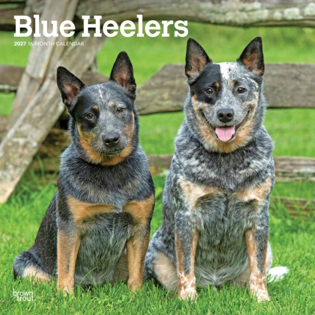 Blue Heelers 2027 12 X 24 Inch (Hanging) Monthly Square Wall Calendar Plastic-Free cover