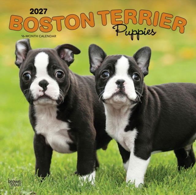 Boston Terrier Puppies | 2027 12 x 24 Inch (Hanging) Monthly Square Wall Calendar | Plastic-Free | BrownTrout | Animals Dog Breeds Puppy cover