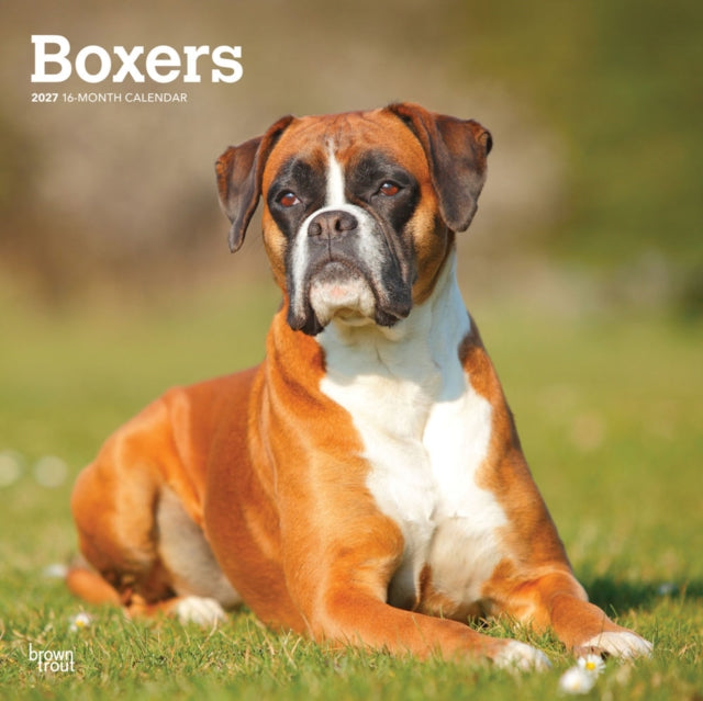 Boxers International Edition | 2027 12 x 24 Inch (Hanging) Monthly Square Wall Calendar | Plastic-Free | BrownTrout | Animals Dog Breeds cover