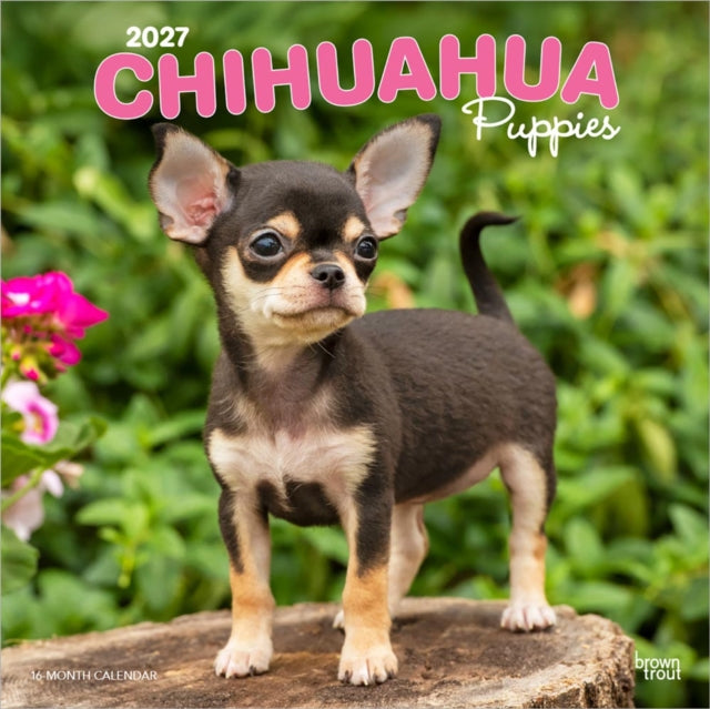 Chihuahua Puppies | 2027 12 x 24 Inch (Hanging) Monthly Square Wall Calendar | Plastic-Free | BrownTrout | Animals Small Dog Breeds cover