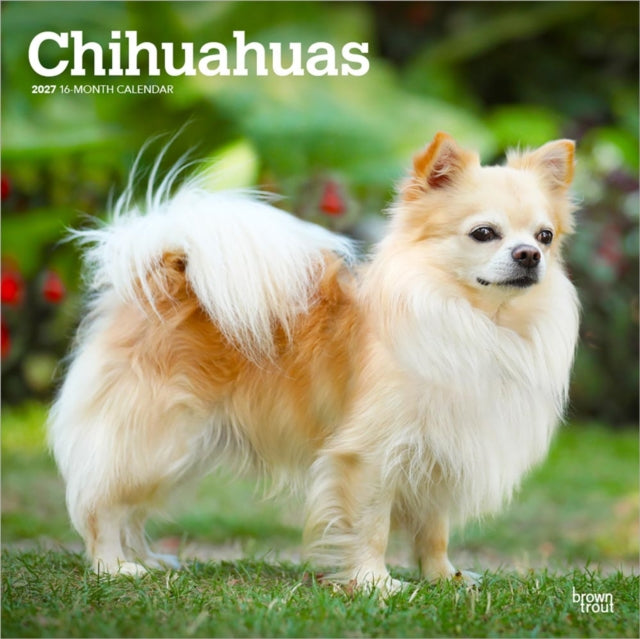 Chihuahuas | 2027 12 x 24 Inch (Hanging) Monthly Square Wall Calendar | Plastic-Free | BrownTrout | Animals Small Dog Breeds Puppies cover
