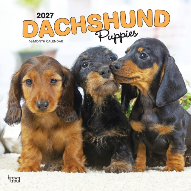 Dachshund Puppies 2027 12 X 24 Inch (Hanging) Monthly Square Wall Calendar Plastic-Free cover