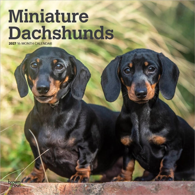 Miniature Dachshunds 2027 12 X 24 Inch (Hanging) Monthly Square Wall Calendar Plastic-Free cover