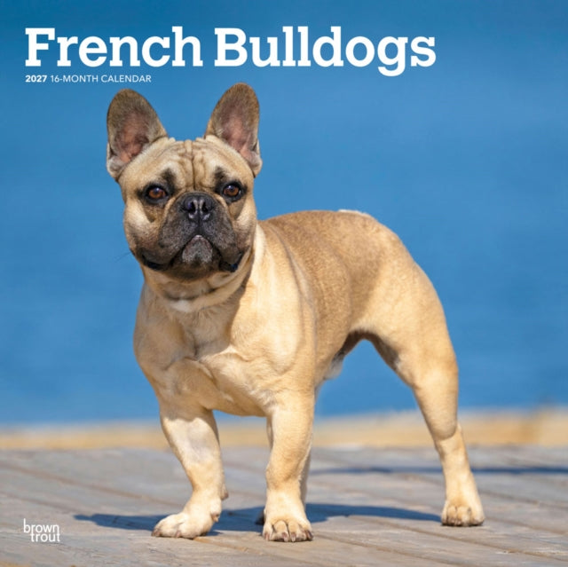 French Bulldogs 2027 12 X 24 Inch (Hanging) Monthly Square Wall Calendar Plastic-Free cover