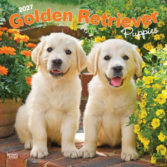 Golden Retriever Puppies 2027 12 X 24 Inch (Hanging) Monthly Square Wall Calendar Plastic-Free cover