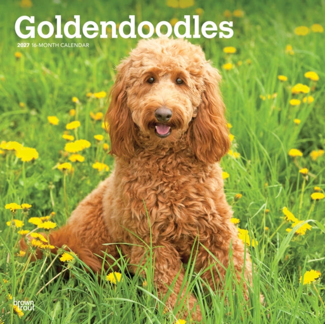 Goldendoodles 2027 12 X 24 Inch (Hanging) Monthly Square Wall Calendar Plastic-Free cover