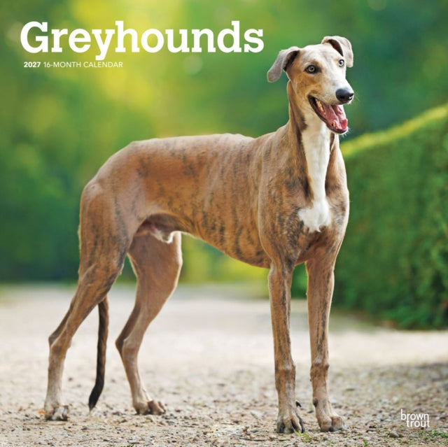 Greyhounds | 2027 12 x 24 Inch (Hanging) Monthly Square Wall Calendar | Plastic-Free | BrownTrout | Animals Dog Breeds cover