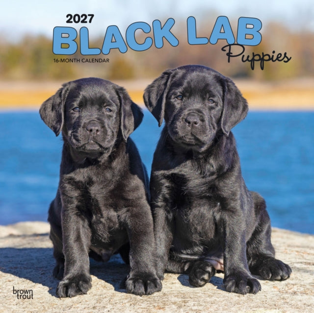 Black Labrador Retriever Puppies 2027 12 X 24 Inch (Hanging) Monthly Square Wall Calendar Plastic-Free cover