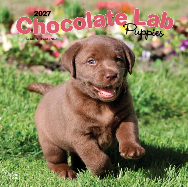 Chocolate Labrador Retriever Puppies | 2027 12 x 24 Inch (Hanging) Monthly Square Wall Calendar | Plastic-Free | BrownTrout | Animals Dog Breeds Puppy cover