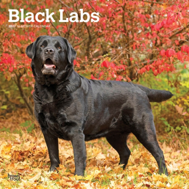 Black Labrador Retrievers | 2027 12 x 24 Inch (Hanging) Monthly Square Wall Calendar | Plastic-Free | BrownTrout | Animals Dog Breeds cover