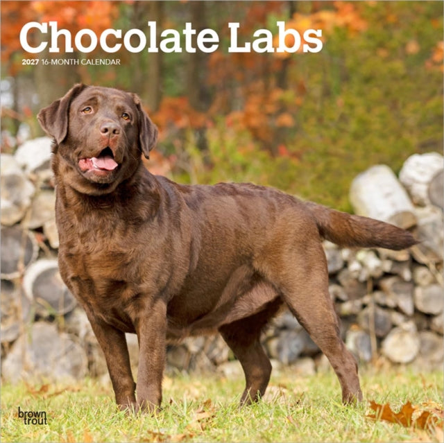 Chocolate Labrador Retrievers | 2027 12 x 24 Inch (Hanging) Monthly Square Wall Calendar | Plastic-Free | BrownTrout | Animals Dog Breeds cover