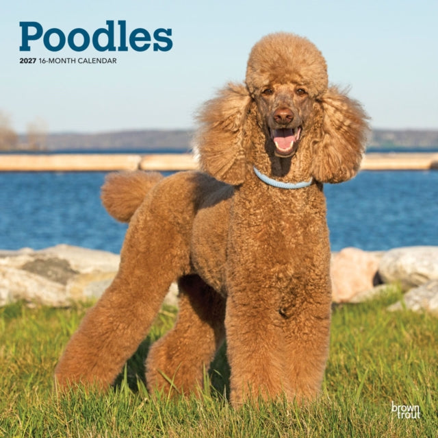 Poodles | 2027 12 x 24 Inch (Hanging) Monthly Square Wall Calendar | Plastic-Free | BrownTrout | Animals Dog Breeds cover