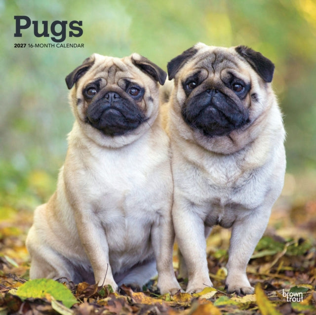 Pugs 2027 12 X 24 Inch (Hanging) Monthly Square Wall Calendar Plastic-Free cover