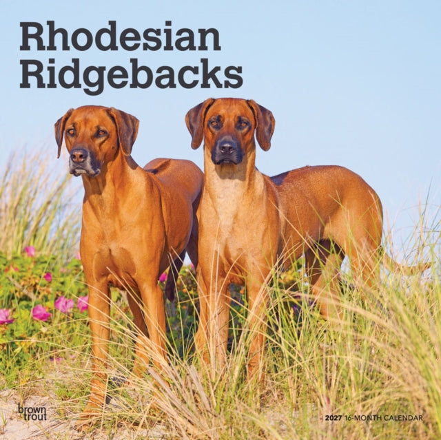 Rhodesian Ridgebacks | 2027 12 x 24 Inch (Hanging) Monthly Square Wall Calendar | Plastic-Free | BrownTrout | Animals Dog Breeds cover