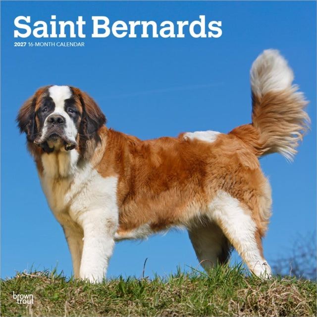 Saint Bernards | 2027 12 x 24 Inch (Hanging) Monthly Square Wall Calendar | Plastic-Free | BrownTrout | Animals Dog Breeds cover