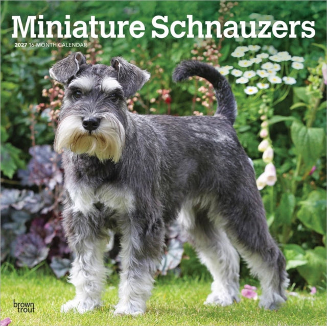 Miniature Schnauzers | 2027 12 x 24 Inch (Hanging) Monthly Square Wall Calendar | Plastic-Free | BrownTrout | Animals Small Dog Breeds cover