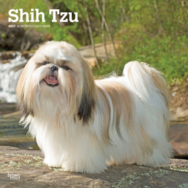 Shih Tzu 2027 12 X 24 Inch (Hanging) Monthly Square Wall Calendar Plastic-Free cover