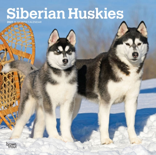 Siberian Huskies 2027 12 X 24 Inch (Hanging) Monthly Square Wall Calendar Plastic-Free cover
