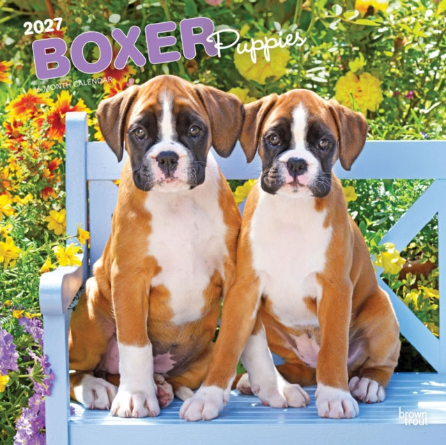 Boxer Puppies 2027 12 X 24 Inch (Hanging) Monthly Square Wall Calendar Plastic-Free cover