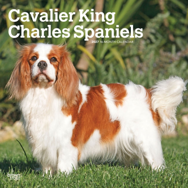 Cavalier King Charles Spaniels 2027 12 X 24 Inch (Hanging) Monthly Square Wall Calendar Plastic-Free cover