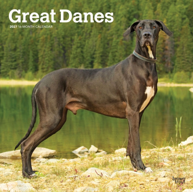 Great Danes | 2027 12 x 24 Inch (Hanging) Monthly Square Wall Calendar | Plastic-Free | BrownTrout | Animals Dog Breeds cover