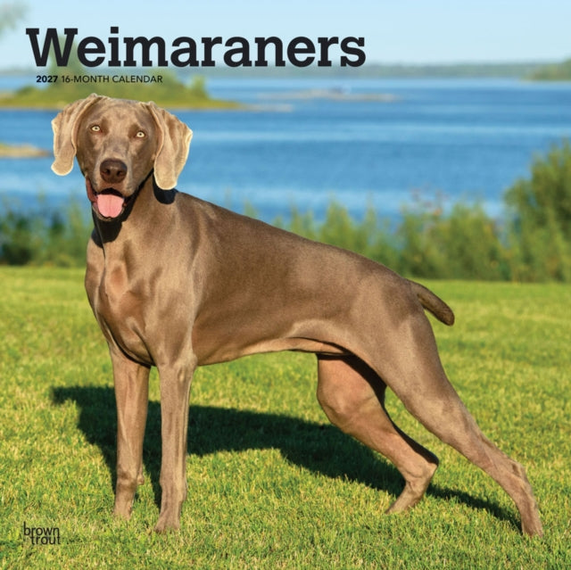 Weimaraners | 2027 12 x 24 Inch (Hanging) Monthly Square Wall Calendar | Plastic-Free | BrownTrout | Animals Dog Breeds cover