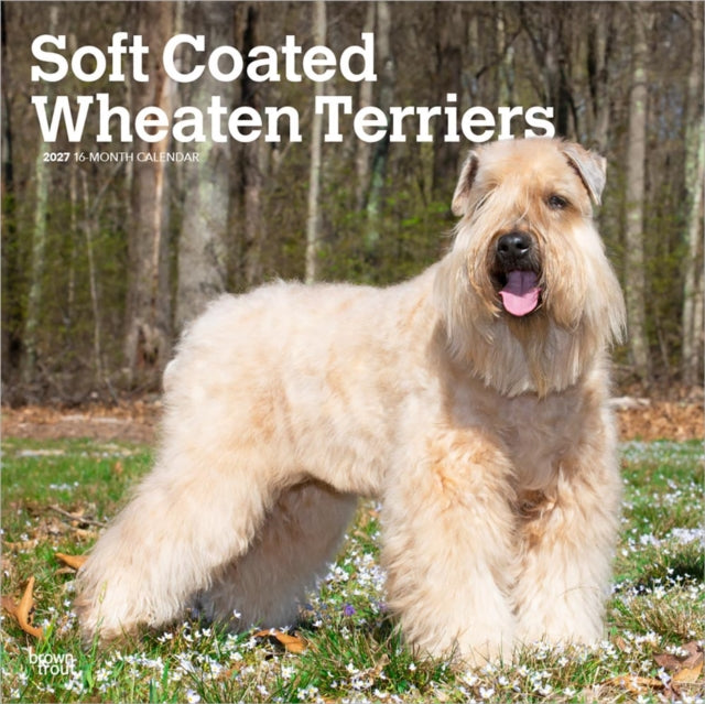 Soft Coated Wheaten Terriers | 2027 12 x 24 Inch (Hanging) Monthly Square Wall Calendar | Plastic-Free | BrownTrout | Animals Dog Breeds cover