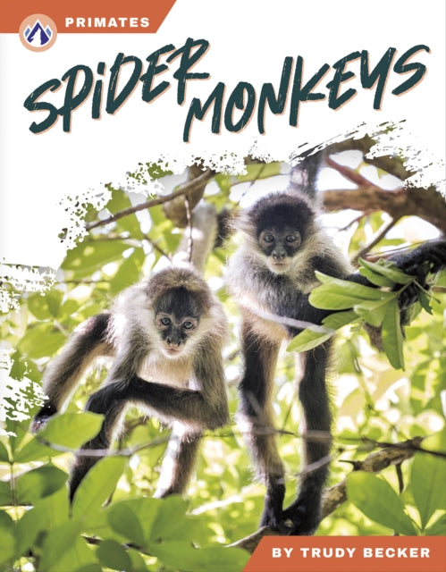 Spider Monkeys cover