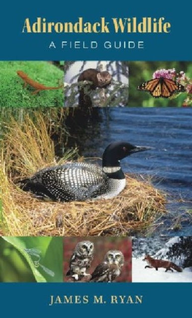 Adirondack Wildlife - A Field Guide