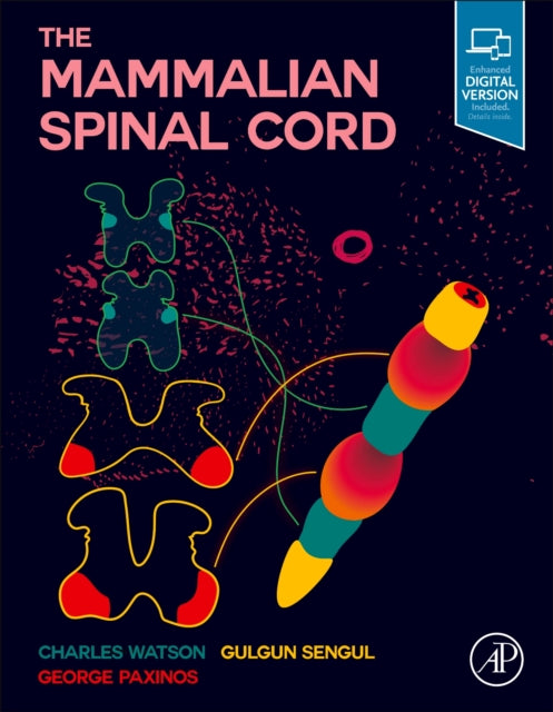 The Mammalian Spinal Cord