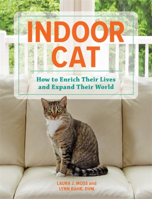 Indoor Cat: How to Enrich their Lives and Expand their World