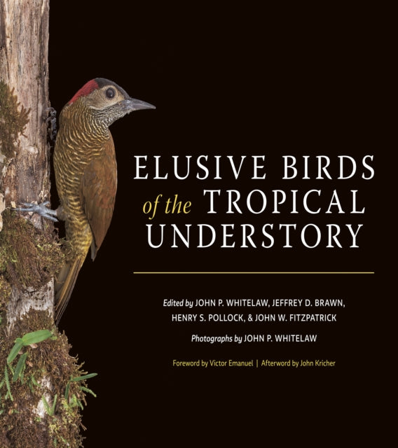 Elusive Birds of the Tropical Understory