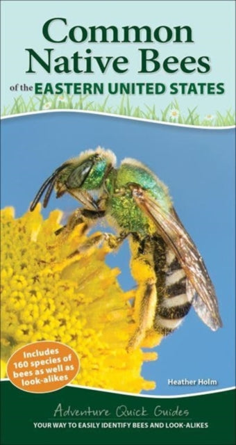 Common Backyard Bees of the Eastern United States: Your Way to Easily Identify Bees and Look-Alikes