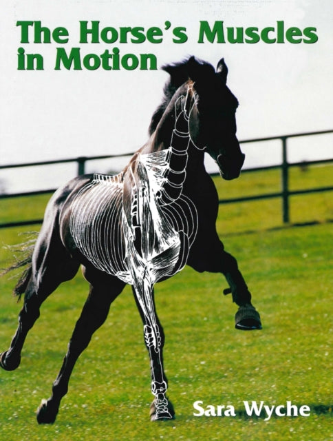 Horse's Muscles in Motion