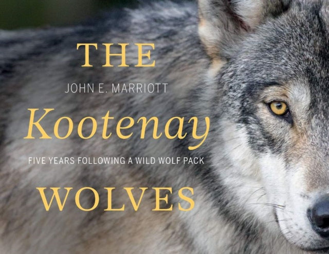 The Kootenay Wolves: Five Years Following a Wild Wolf Pack