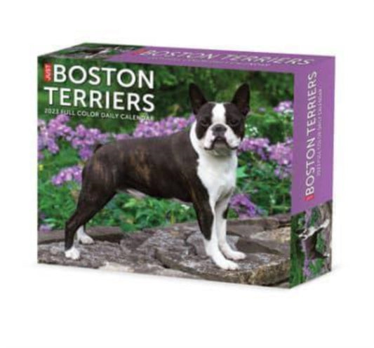 Boston Terriers 2023 Box Calendar