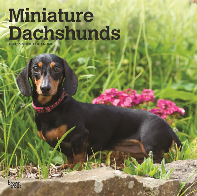 Dachshunds, Miniature 2023 Square Calendar