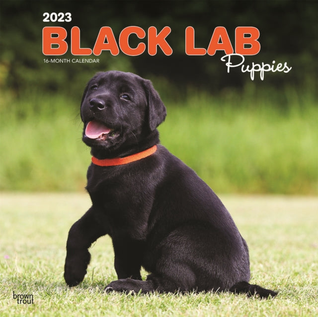Labrador Retriever Puppies, Black 2023 Square Calendar