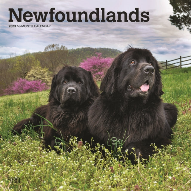 Newfoundlands 2023 Square Calendar