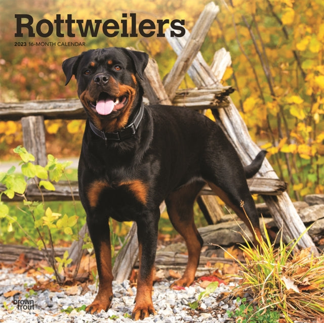 Rottweilers 2023 Square Calendar